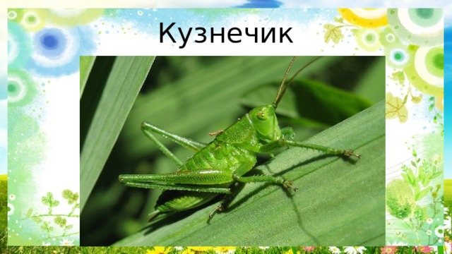Кузнечик 