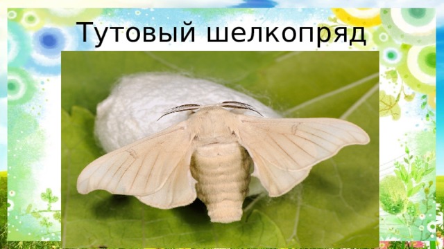 Тутовый шелкопряд 