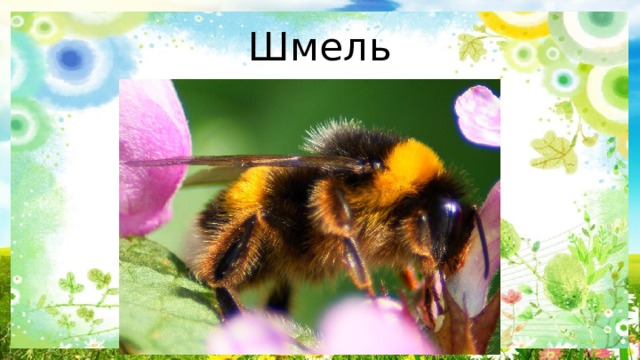 Шмель 