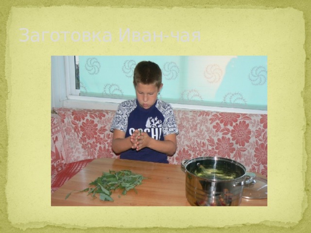 Заготовка Иван-чая