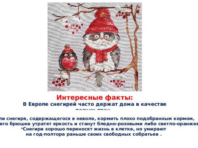 Интересные факты: В Европе снегирей часто держат дома в качестве певчих птиц. Если снегиря, содержащегося в неволе, кормить плохо подобранным кормом, перья на его брюшке утратят яркость и станут бледно-розовыми либо светло-оранжевыми. Снегири хорошо переносят жизнь в клетке, но умирают на год-полтора раньше своих свободных собратьев . 