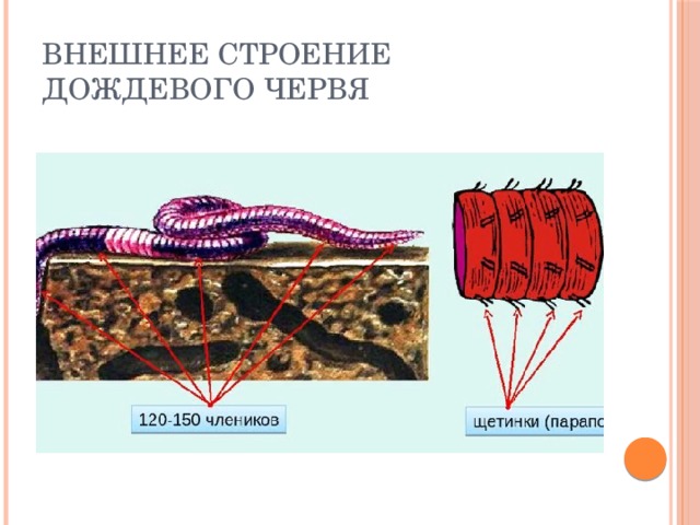 Внешнее строение дождевого червя 