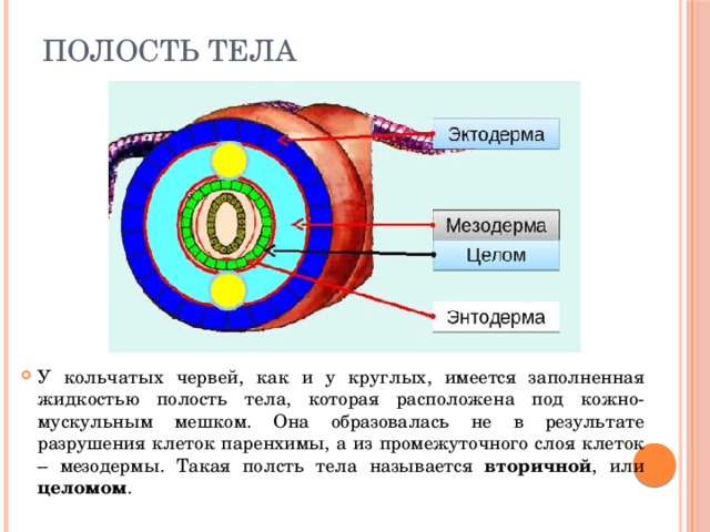 Полость тела У кольчатых червей, как и у круглых, имеется заполненная жидкостью полость тела, которая расположена под кожно-мускульным мешком. Она образовалась не в результате разрушения клеток паренхимы, а из промежуточного слоя клеток – мезодермы. Такая полсть тела называется вторичной , или целомом . 