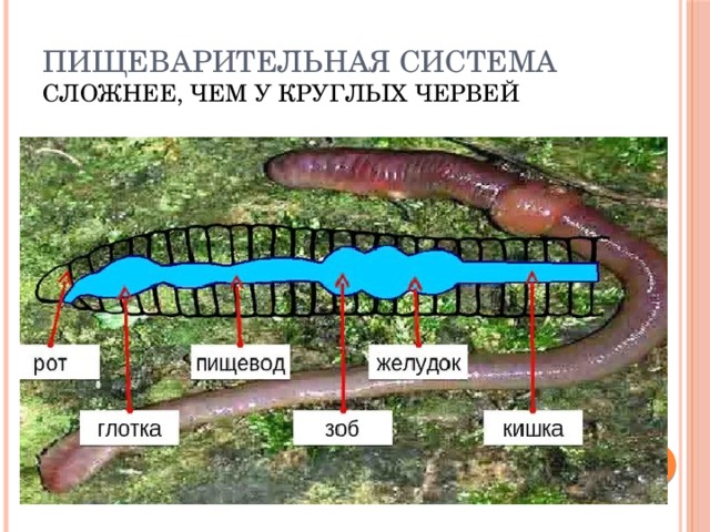 Пищеварительная система сложнее, чем у круглых червей 