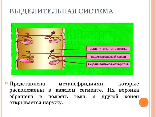 Выделительная система Представлена метанефридиями, которые расположены в каждом сегменте. Их воронка обращена в полость тела, а другой конец открывается наружу. 
