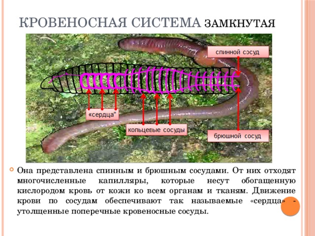 Кровеносная система замкнутая Она представлена спинным и брюшным сосудами. От них отходят многочисленные капилляры, которые несут обогащенную кислородом кровь от кожи ко всем органам и тканям. Движение крови по сосудам обеспечивают так называемые «сердца» - утолщенные поперечные кровеносные сосуды. 