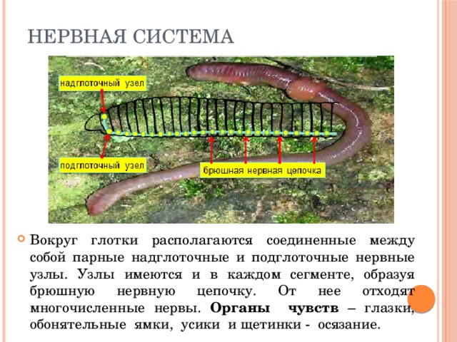Нервная система Вокруг глотки располагаются соединенные между собой парные надглоточные и подглоточные нервные узлы. Узлы имеются и в каждом сегменте, образуя брюшную нервную цепочку. От нее отходят многочисленные нервы. Органы чувств – глазки, обонятельные ямки, усики и щетинки - осязание. 
