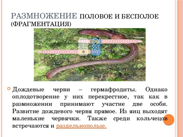 Размножение половое и бесполое (фрагментация) Дождевые черви – гермафродиты. Однако оплодотворение у них перекрестное, так как в размножении принимают участие две особи. Развитие дождевого червя прямое. Из яиц выходят маленькие червячки. Также среди кольчецов встречаются и раздельнополые. 