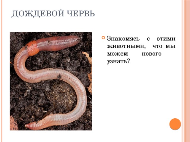 Дождевой червь Знакомясь с этими животными, что мы можем нового узнать? 