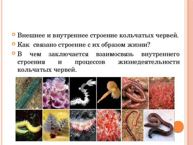 Внешнее и внутреннее строение кольчатых червей. Как связано строение с их образом жизни? В чем заключается взаимосвязь внутреннего строения и процессов жизнедеятельности кольчатых червей. 