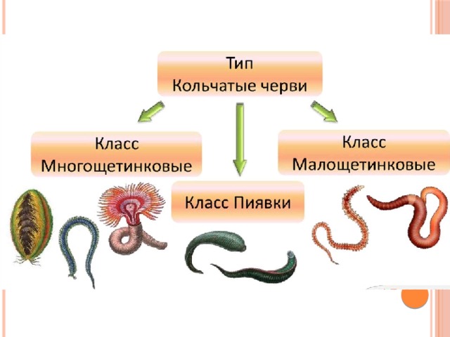 Общая характеристика 