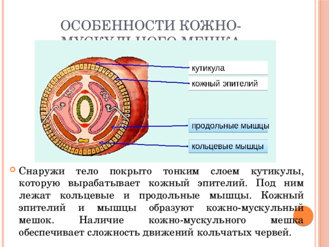 Особенности кожно-мускульного мешка Снаружи тело покрыто тонким слоем кутикулы, которую вырабатывает кожный эпителий. Под ним лежат кольцевые и продольные мышцы. Кожный эпителий и мышцы образуют кожно-мускульный мешок. Наличие кожно-мускульного мешка обеспечивает сложность движений кольчатых червей. 