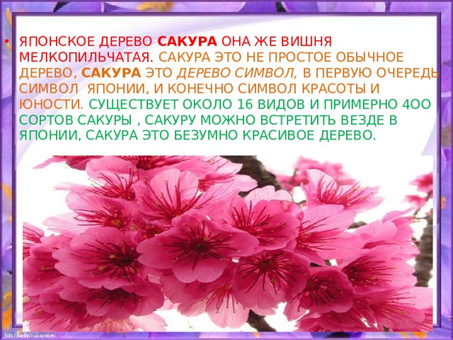 ЯПОНСКОЕ ДЕРЕВО САКУРА ОНА ЖЕ ВИШНЯ МЕЛКОПИЛЬЧАТАЯ. САКУРА ЭТО НЕ ПРОСТОЕ ОБЫЧНОЕ ДЕРЕВО, САКУРА ЭТО ДЕРЕВО СИМВОЛ, В ПЕРВУЮ ОЧЕРЕДЬ СИМВОЛ  ЯПОНИИ, И КОНЕЧНО СИМВОЛ КРАСОТЫ И ЮНОСТИ.  СУЩЕСТВУЕТ ОКОЛО 16 ВИДОВ И ПРИМЕРНО 4ОО СОРТОВ САКУРЫ , САКУРУ МОЖНО ВСТРЕТИТЬ ВЕЗДЕ В ЯПОНИИ, САКУРА ЭТО БЕЗУМНО КРАСИВОЕ ДЕРЕВО.  