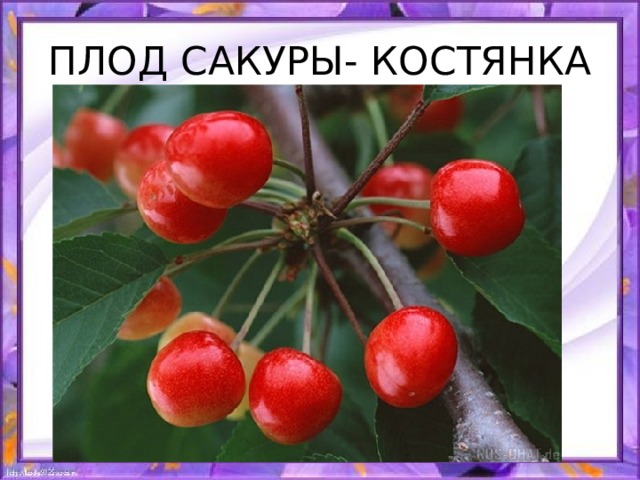 ПЛОД САКУРЫ- КОСТЯНКА 
