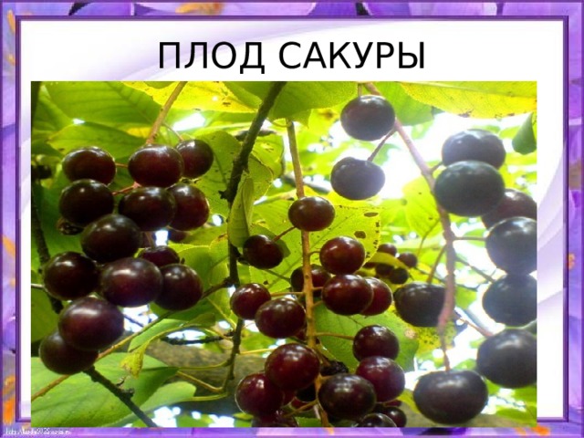 ПЛОД САКУРЫ 