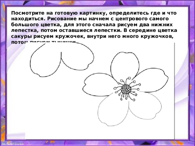 Посмотрите на готовую картинку, определитесь где и что находиться. Рисование мы начнем с центрового самого большого цветка, для этого сначала рисуем два нижних лепестка, потом оставшиеся лепестки. В середине цветка сакуры рисуем кружочек, внутри него много кружочков, потом рисуем тычинки. 