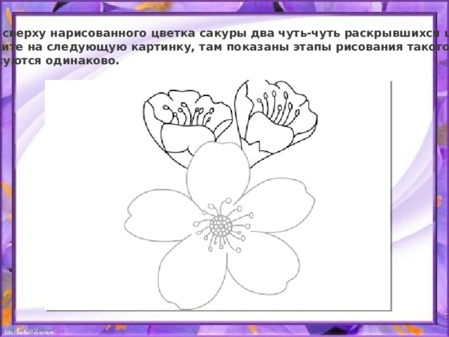 Рисуем сверху нарисованного цветка сакуры два чуть-чуть раскрывшихся цветка.  Щелкните на следующую картинку, там показаны этапы рисования такого бутона. Они рисуются одинаково. 