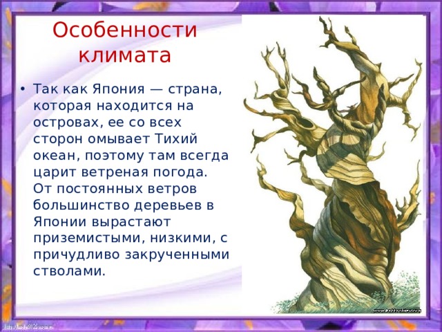 Особенности климата Так как Япония — страна, которая находится на островах, ее со всех сторон омывает Тихий океан, поэтому там всегда царит ветреная погода. От постоянных ветров большинство деревьев в Японии вырастают приземистыми, низкими, с причудливо закрученными стволами. 