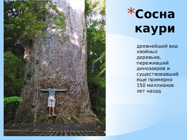 Сосна каури древнейший вид хвойных деревьев, переживший динозавров и существовавший еще примерно 150 миллионов лет назад 