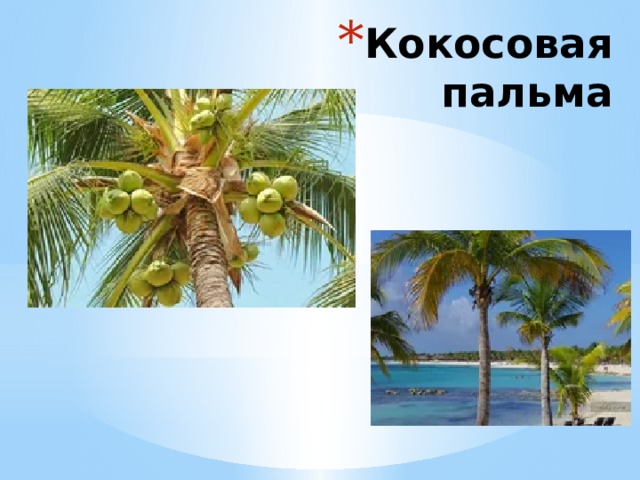 Кокосовая пальма 