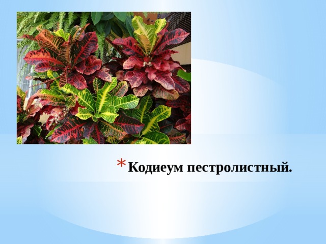 Кодиеум пестролистный. 