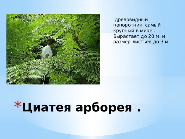  древовидный папоротник, самый крупный в мире . Вырастает до 20 м. и размер листьев до 3 м. Циатея арборея . 