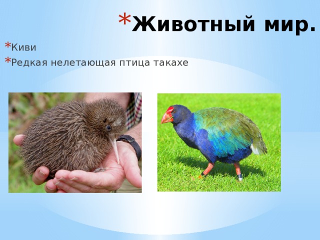 Животный мир. Киви Редкая нелетающая птица такахе 