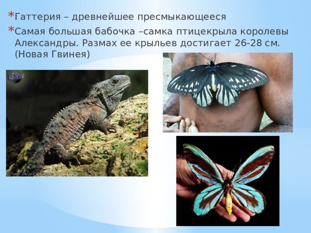 Гаттерия – древнейшее пресмыкающееся Самая большая бабочка –самка птицекрыла королевы Александры. Размах ее крыльев достигает 26-28 см. (Новая Гвинея) 