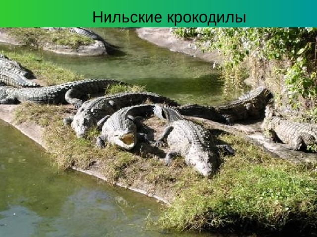  Нильские крокодилы 