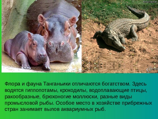 Флора и фауна Танганьики отличаются богатством. Здесь водятся гиппопотамы, крокодилы, водоплавающие птицы, ракообразные, брюхоногие моллюски, разные виды промысловой рыбы. Особое место в хозяйстве прибрежных стран занимает вылов аквариумных рыб. 