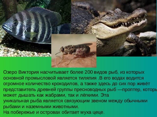 Озеро Виктория насчитывает более 200 видов рыб, из которых основной промысловой является тиляпия .В его водах водится огромное количество крокодилов, а также здесь до сих пор живёт представитель древней группы пресноводных рыб —проптер, который может дышать как жабрами, так и лёгкими. Эта уникальная рыба является связующим звеном между обычными рыбами и наземными животными. На побережье и островах обитает муха цеце. 
