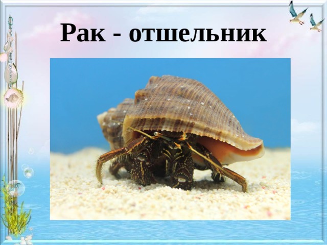 Рак - отшельник 