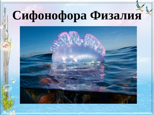 Сифонофора Физалия 