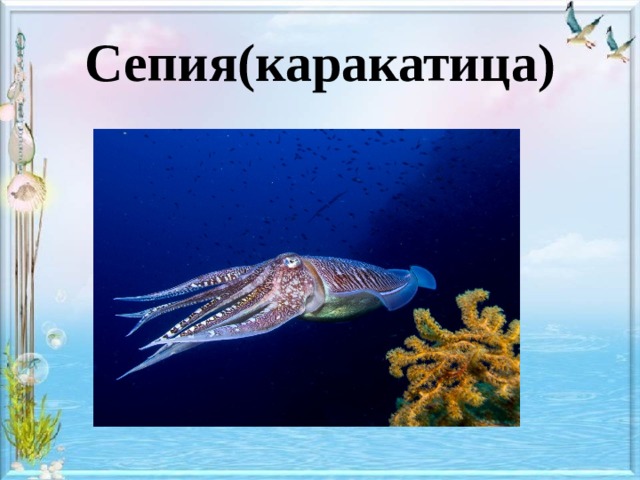 Сепия(каракатица) 