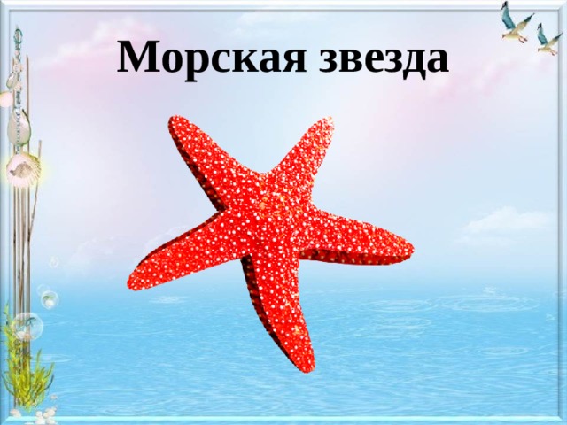 Морская звезда 