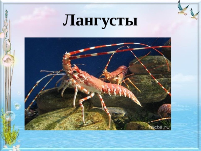 Лангусты 