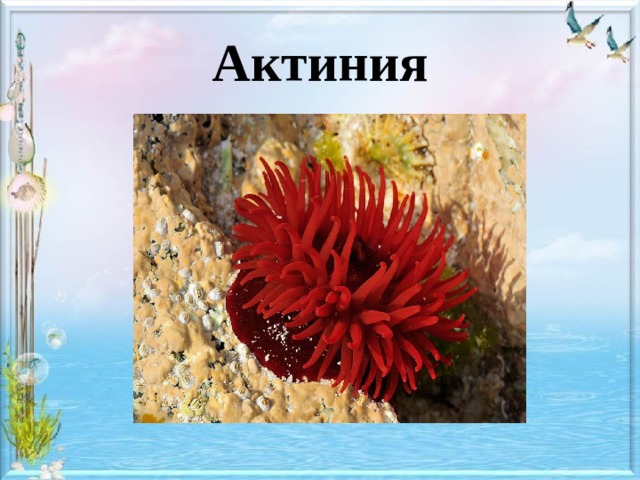 Актиния 