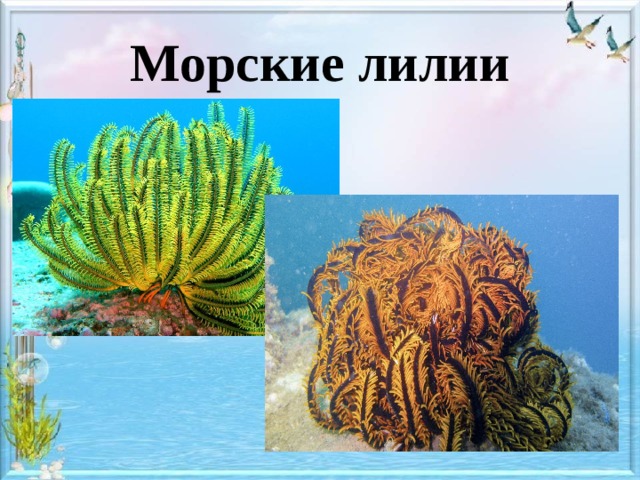 Морские лилии 