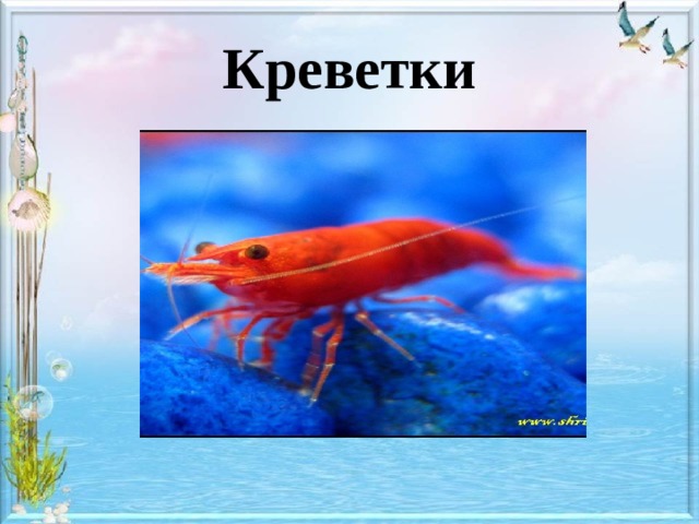 Креветки 