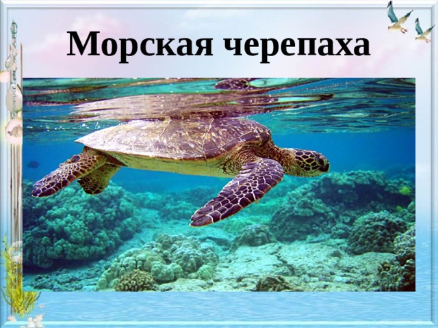 Морская черепаха 