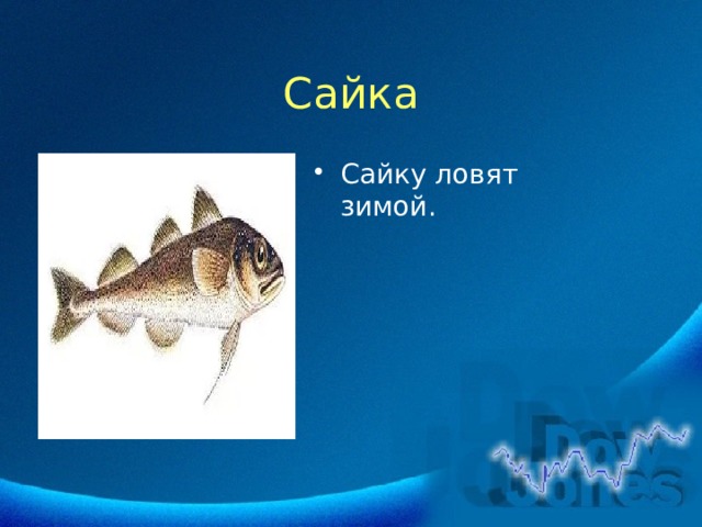 Сайка Сайку ловят зимой. 