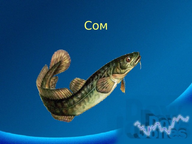 Сом 