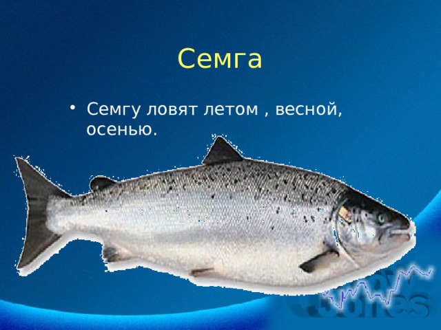 Семга Семгу ловят летом , весной, осенью. 