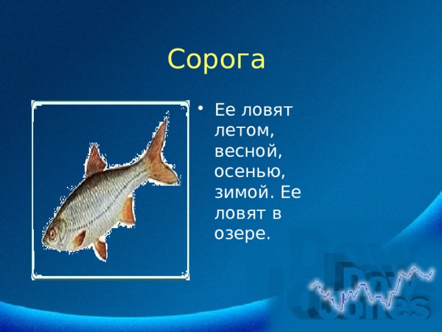 Сорога Ее ловят летом, весной, осенью, зимой. Ее ловят в озере. 