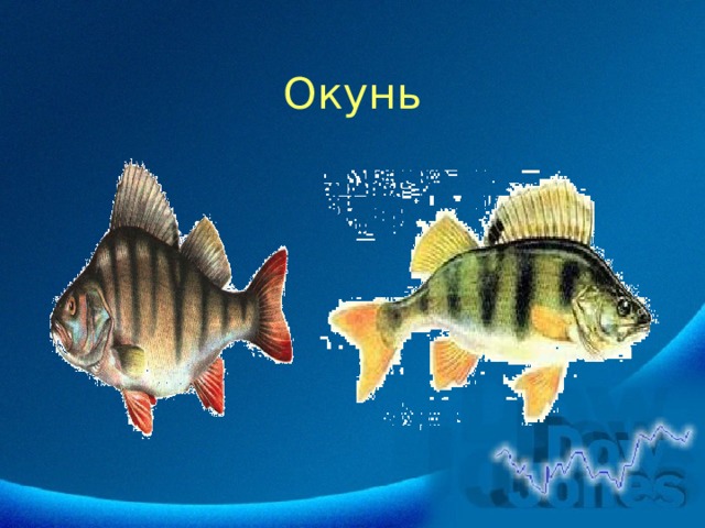 Окунь 