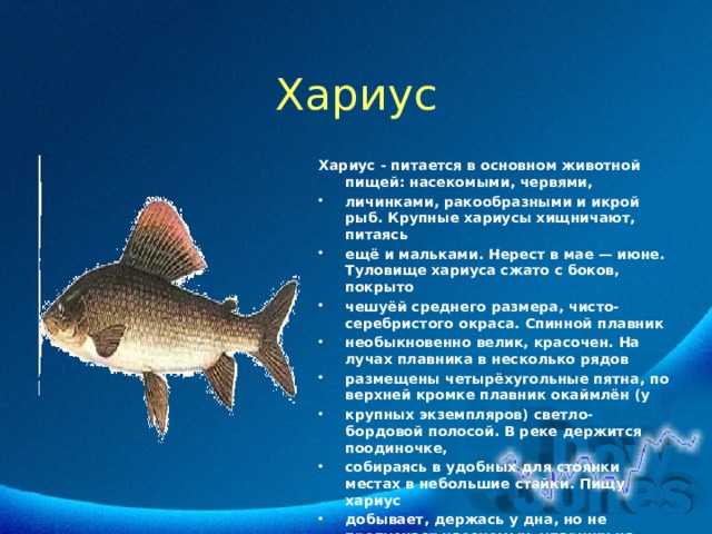 Хариус Хариус - питается в основном животной пищей: насекомыми, червями, личинками, ракообразными и икрой рыб. Крупные хариусы хищничают, питаясь ещё и мальками. Нерест в мае — июне. Туловище хариуса сжато с боков, покрыто чешуёй среднего размера, чисто-серебристого окраса. Спинной плавник необыкновенно велик, красочен. На лучах плавника в несколько рядов размещены четырёхугольные пятна, по верхней кромке плавник окаймлён (у крупных экземпляров) светло-бордовой полосой. В реке держится поодиночке, собираясь в удобных для стоянки местах в небольшие стайки. Пищу хариус добывает, держась у дна, но не пропускает насекомых, упавших на воду или плывущих по воде. 