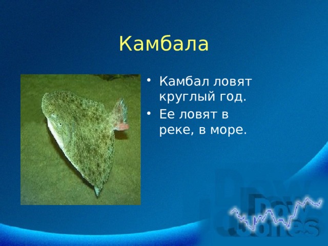 Камбала Камбал ловят круглый год. Ее ловят в реке, в море. 