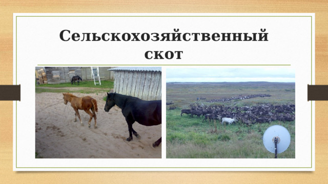 Сельскохозяйственный скот 
