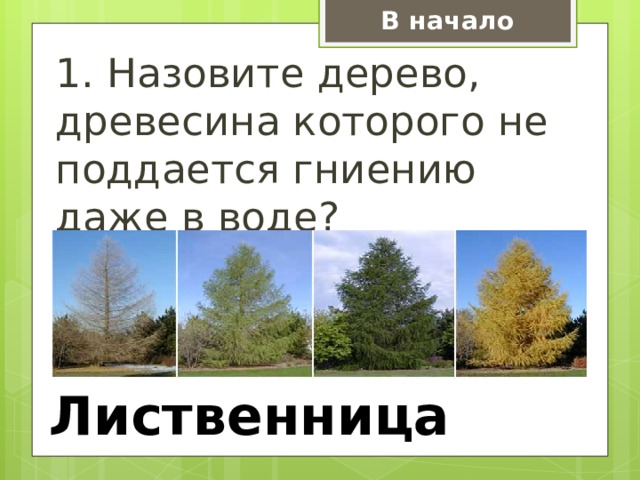 В начало 1. Назовите дерево, древесина которого не поддается гниению даже в воде? Лиственница 