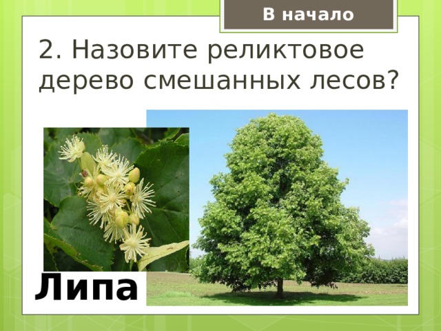 В начало 2. Назовите реликтовое дерево смешанных лесов? Липа 